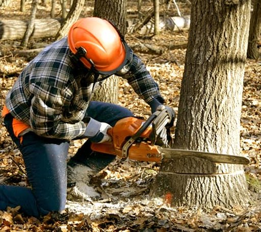 Tree Removal in Knoxville, IA